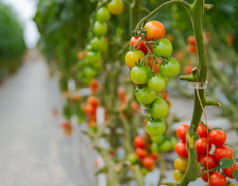 Hydroponic Solutions